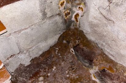 traitement mérule xylophage et termites
