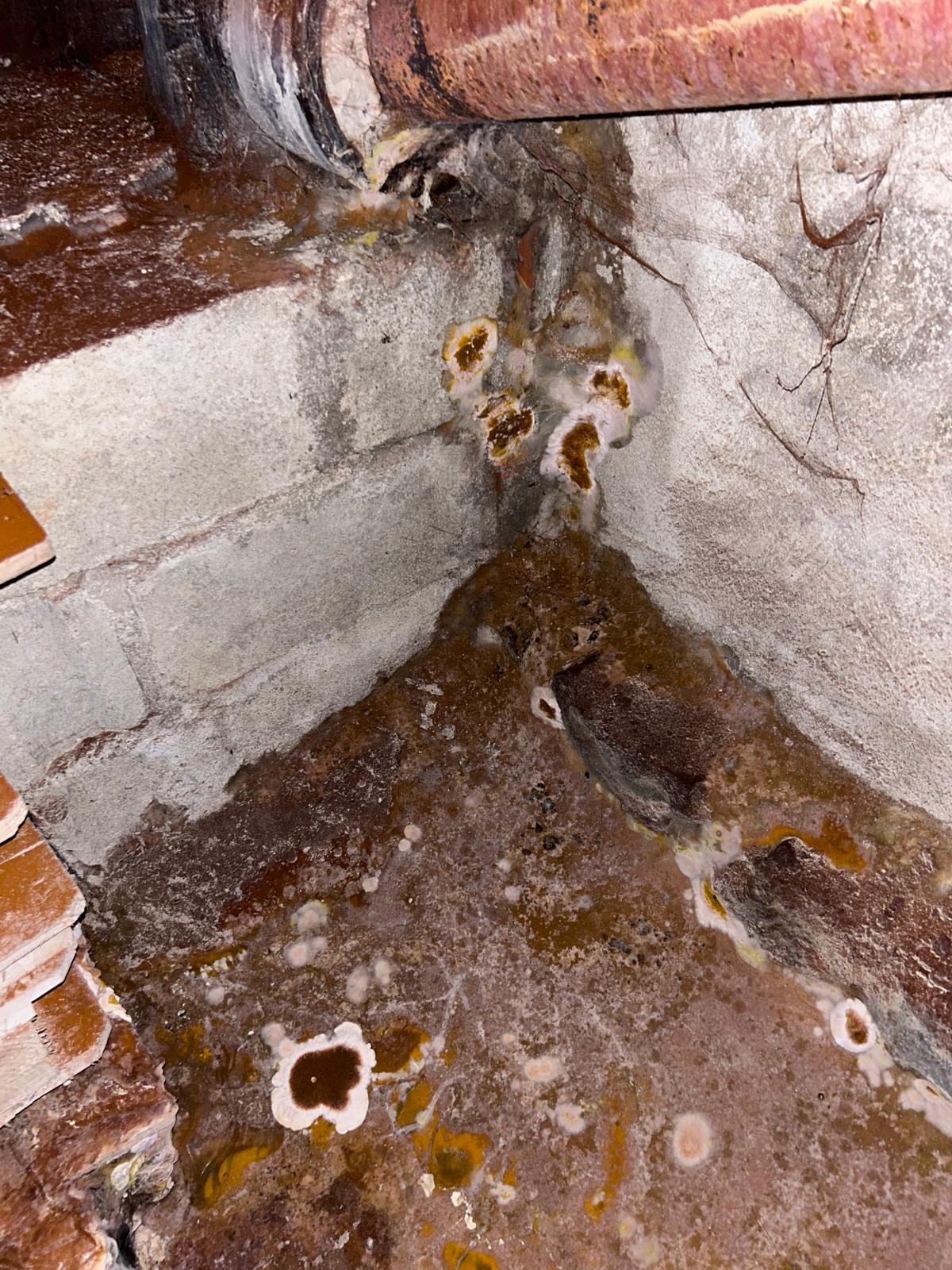 traitement mérule xylophage et termites