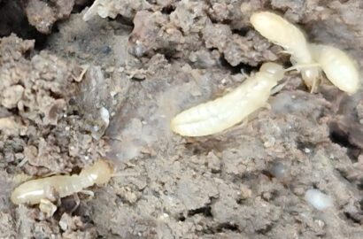 temps traitement termite