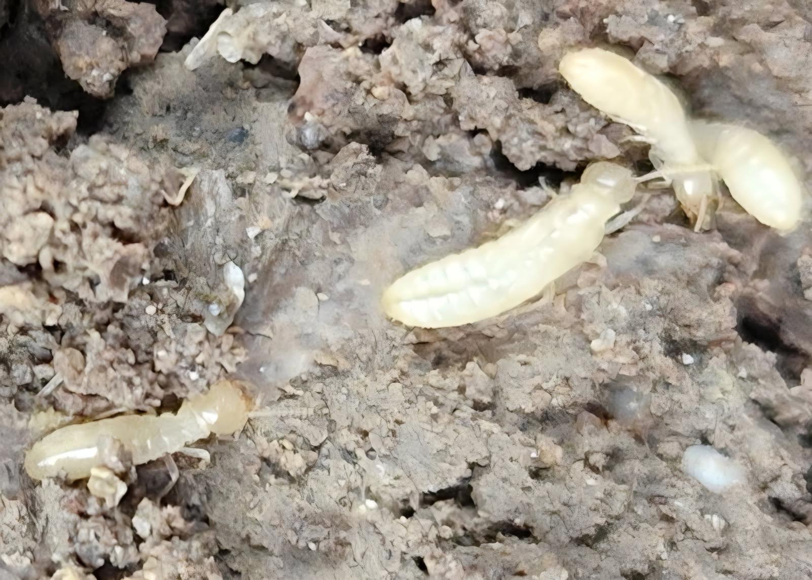 temps traitement termite