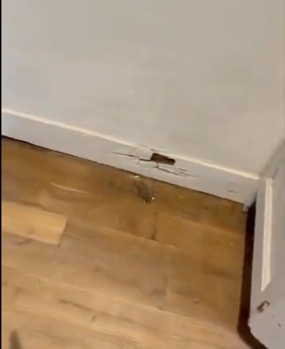 infestation mérule maison entière