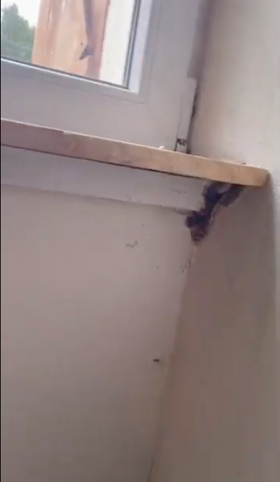 infestation mérule maison entière