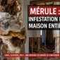 infestation merule maison entiere 85x85