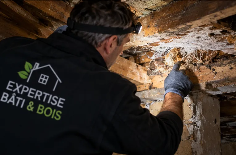 expertise-merule-humidite-responsabilite
